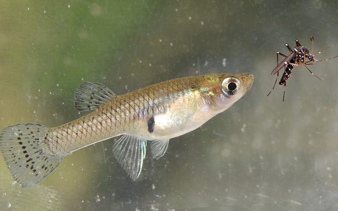 The Great Gambusia Problem: The Introduction of the Gambusia Fish Poses a Threat to the Local Ecology; Scientists and Ecologists Fear More Harm than Good