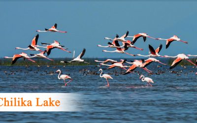 Chilika Lake Tourism And Travel Guide