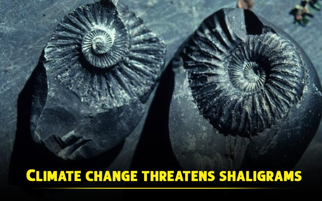 Climate change threatens shaligrams, sacred fossils worshipped by Hindus and Buddhists for more than 2,000 years