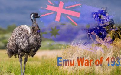 When An Emu Calls: The Most Bizarre War That Has Ever Happened In The History Of Humankind