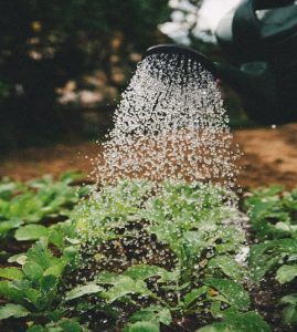 Watering soil, benefits of gardening