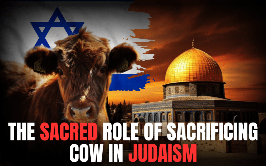 Is the Red Heifer cow Ceremony of 2024 a Sign of a Soon to come The reconstruction of of the Jewish Temple?