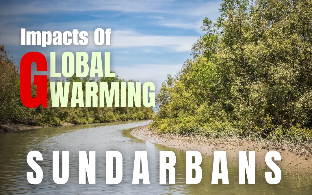 7 Devastating Impacts of Global Warming on Sundarbans Mangroves